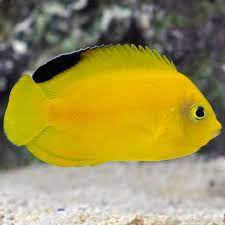 Yellow Angel - Fiji MED