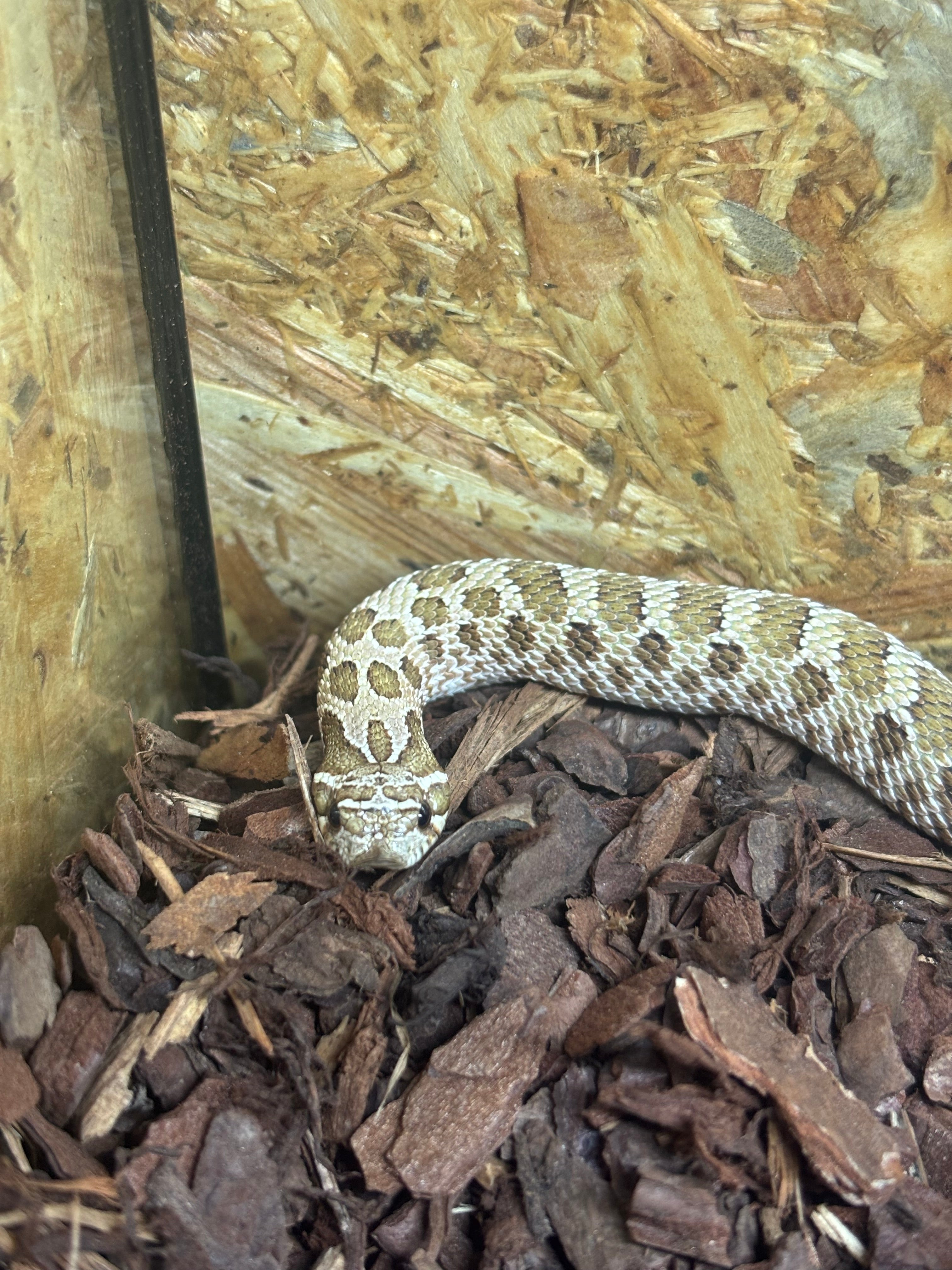Western Hognose Snake