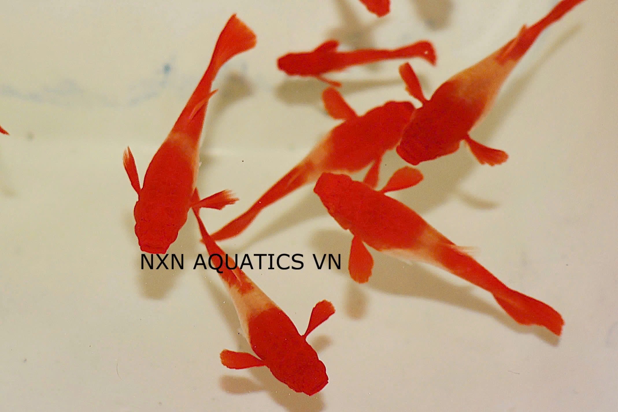Koi Red Ear Guppy Pair 3-4cm