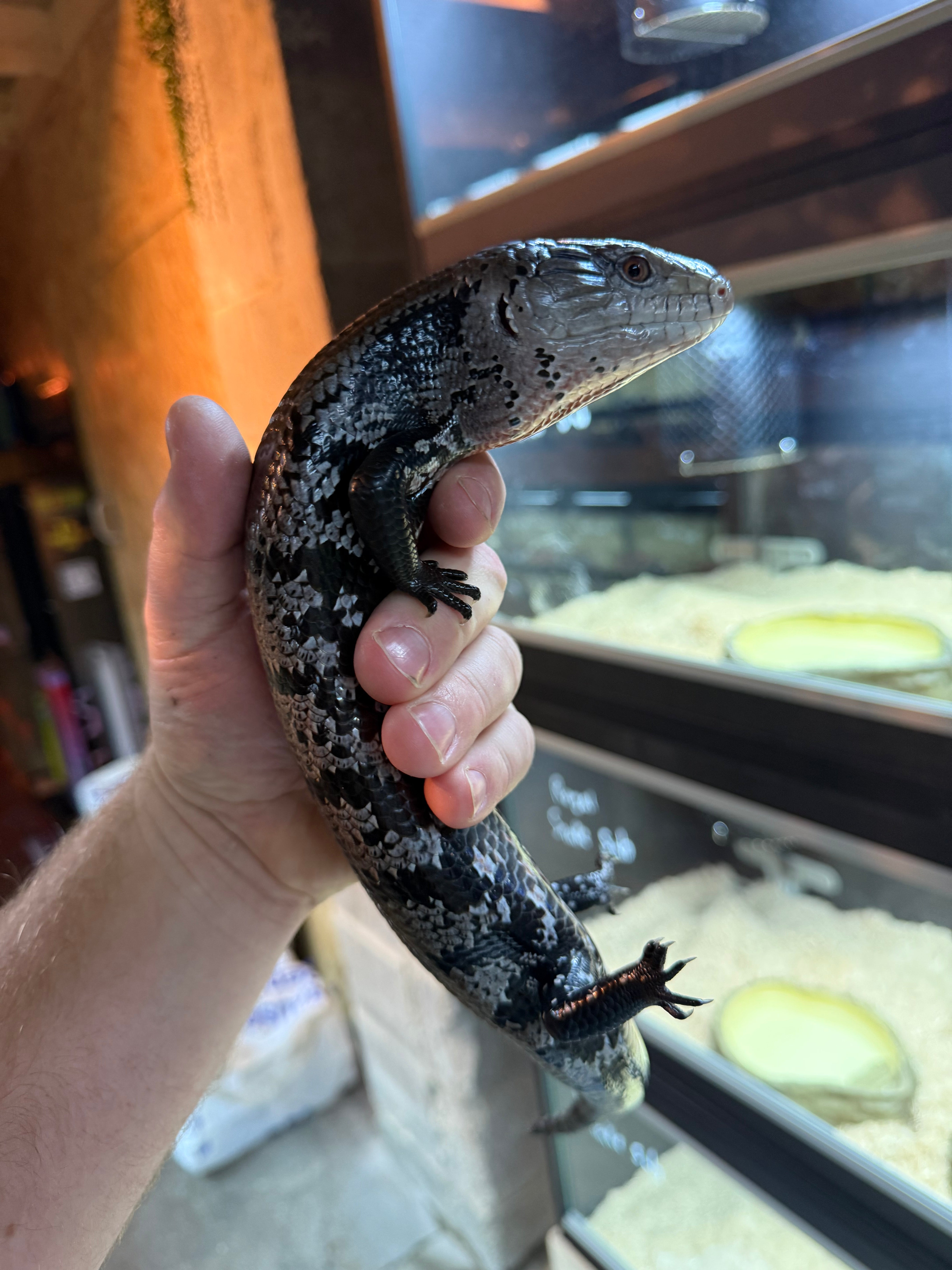 Indo Blue Tongue Skink CB24