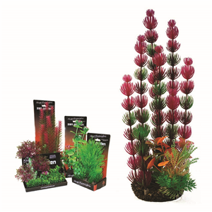 Hugo Boxed Plant Mix 5 35Cm - Tropical Supplies North East