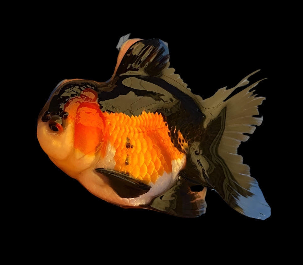 Tri Colour Oranda 10-12cm GRADE A