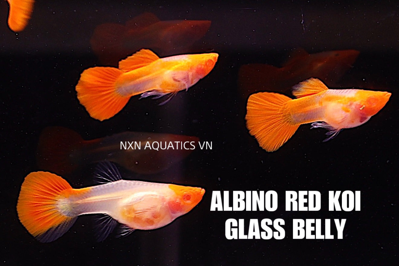 Albino Red Koi Glass Belly Guppy Pair 3-4cm