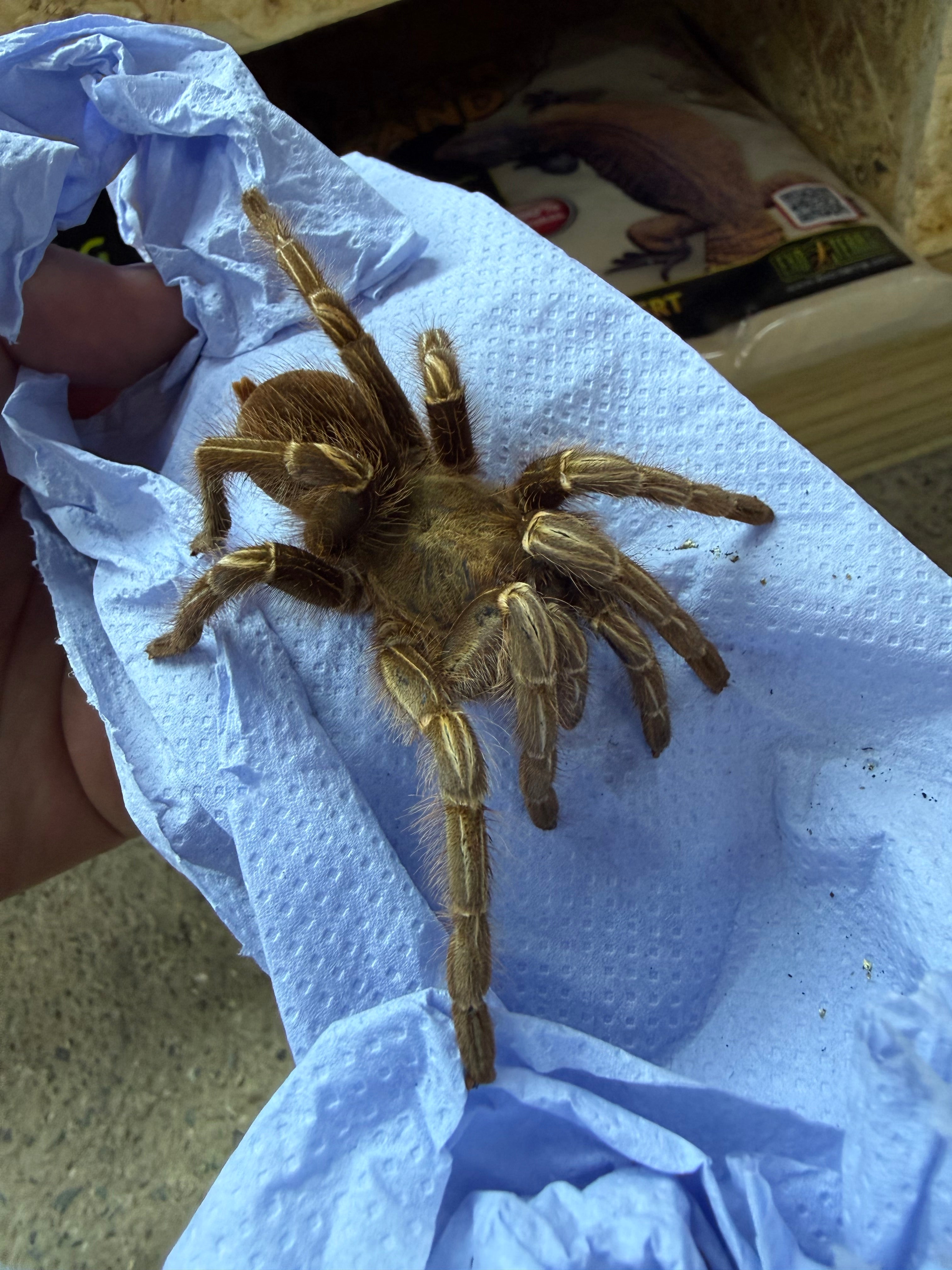 Costa Rican Zebra Tarantula 9cm WC