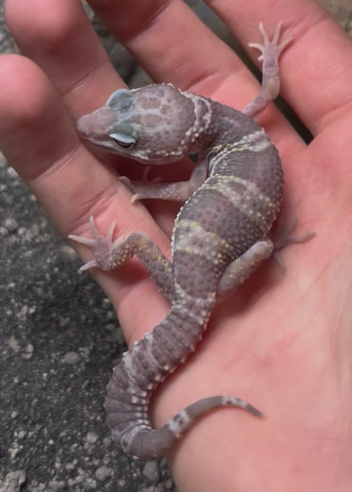 Albino Mack Snow Leopard Gecko CB26