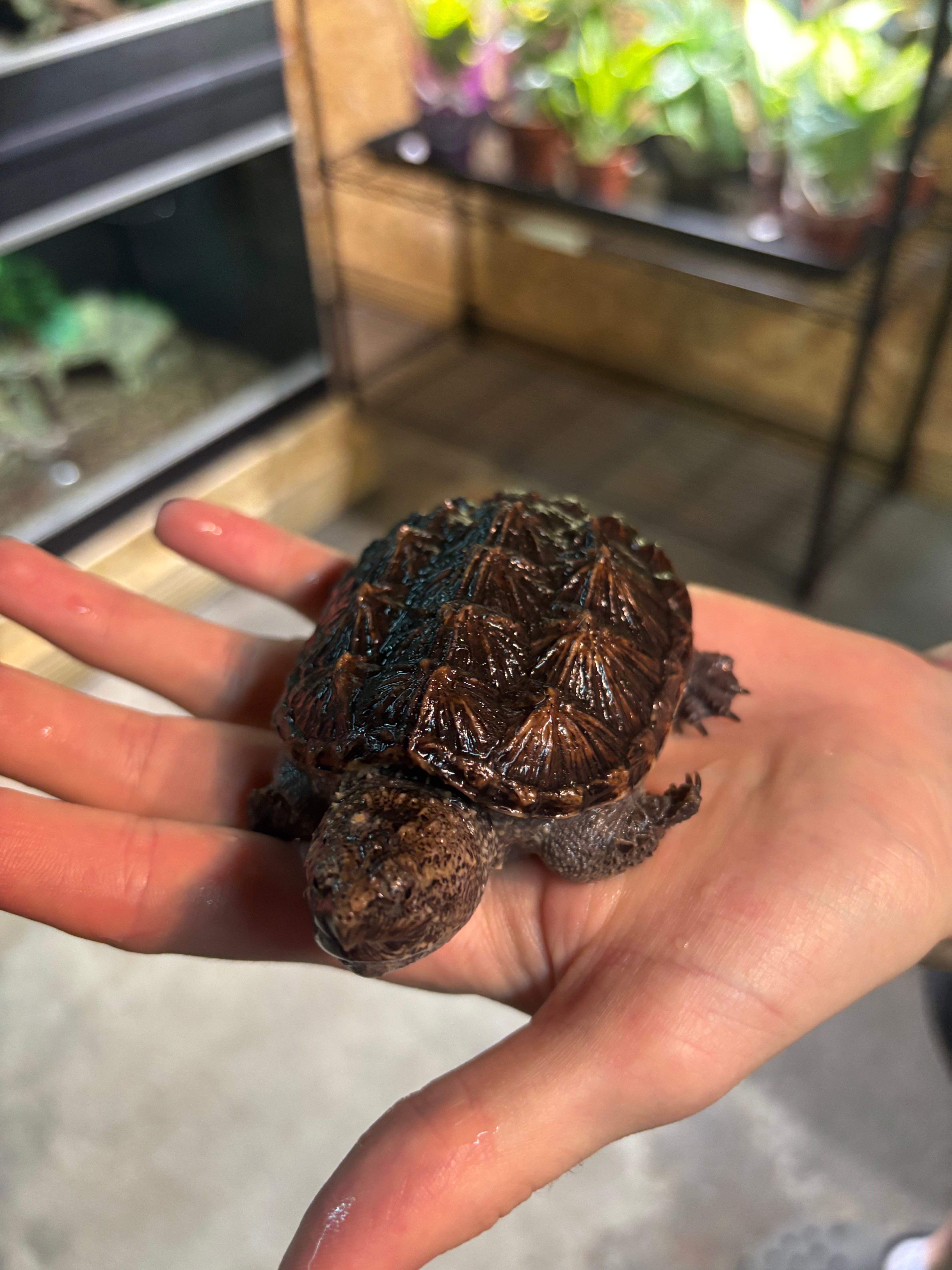Common Snapping Turtle 8cm