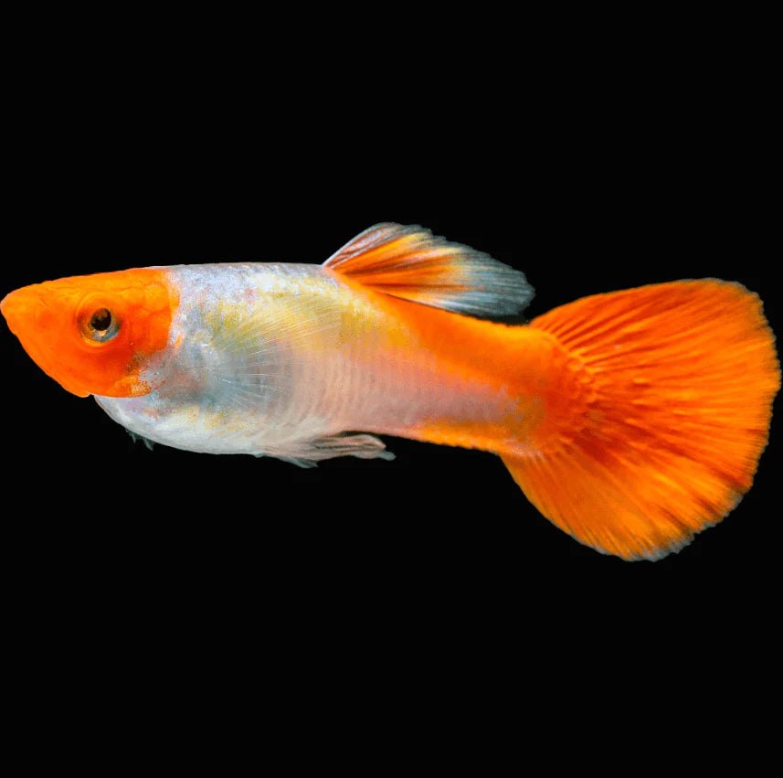 Red Cap Golden Koi Male Guppy 2.5cm - Tropical Supplies North East
