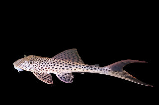 Redfin Thresher Pleco L11 8-10cm