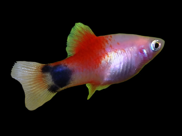 Red Top Mickey Mouse Platy 3cm - Tropical Supplies North East