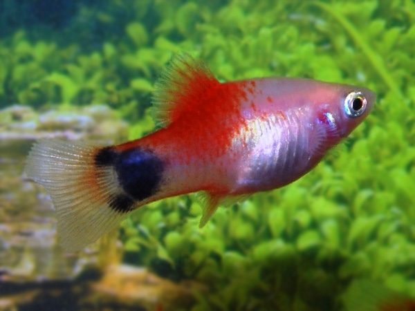 Red Top Mickey Mouse Platy 3cm