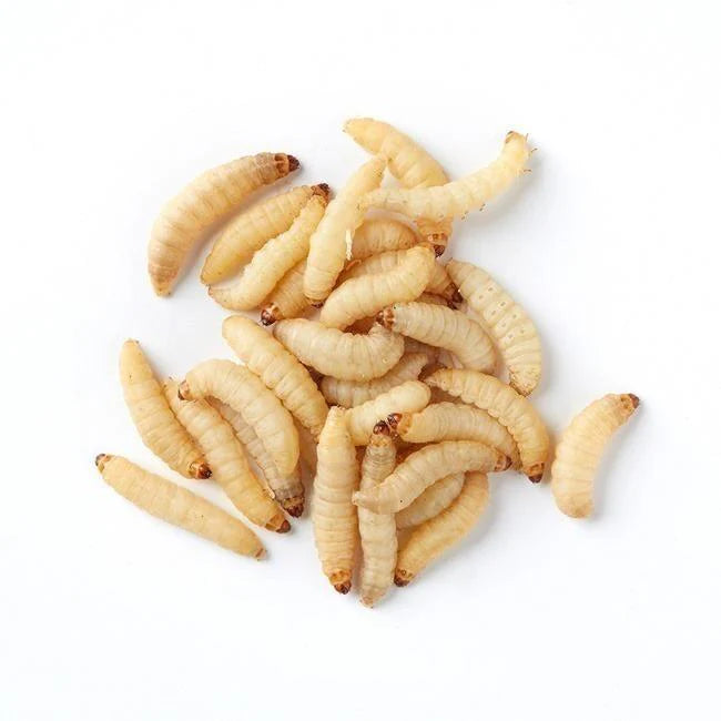 Live Waxworms