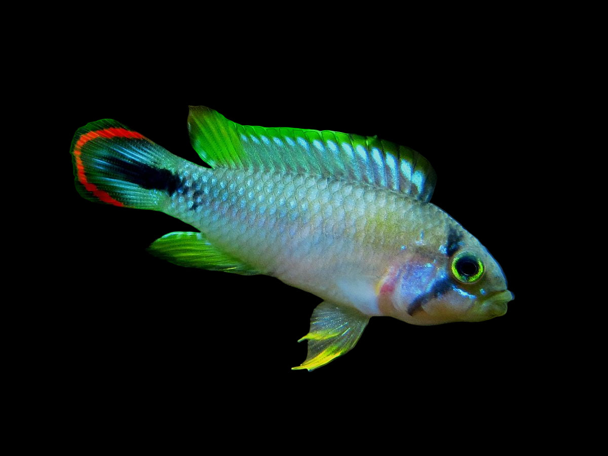 Apistogramma Pandurini Pair 3-4cm