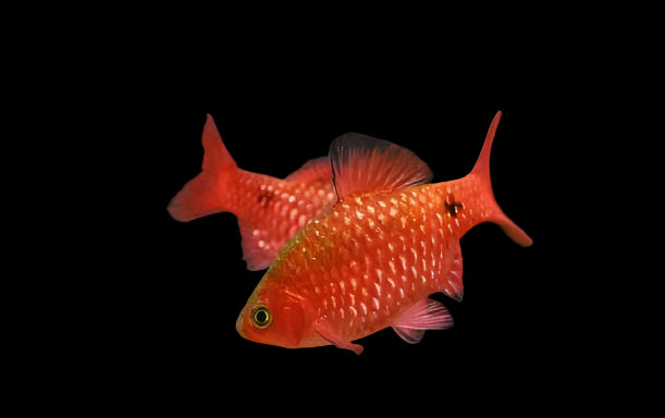 Blood Red Glowlight Rosy Barb 4.5cm - Tropical Supplies North East