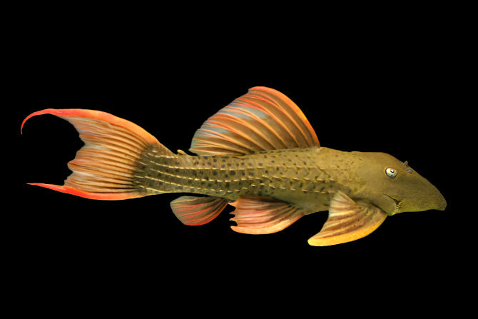 Red Fin Cactus Pleco L24 3-4cm