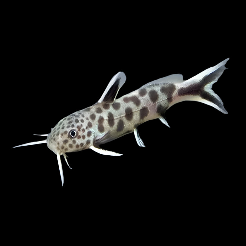 Synodontis Petricola 4cm