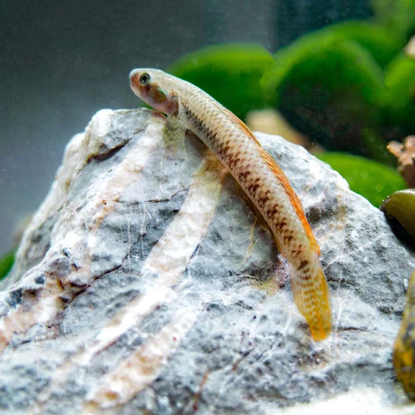 Sumatran Red Neon Goby 6cm