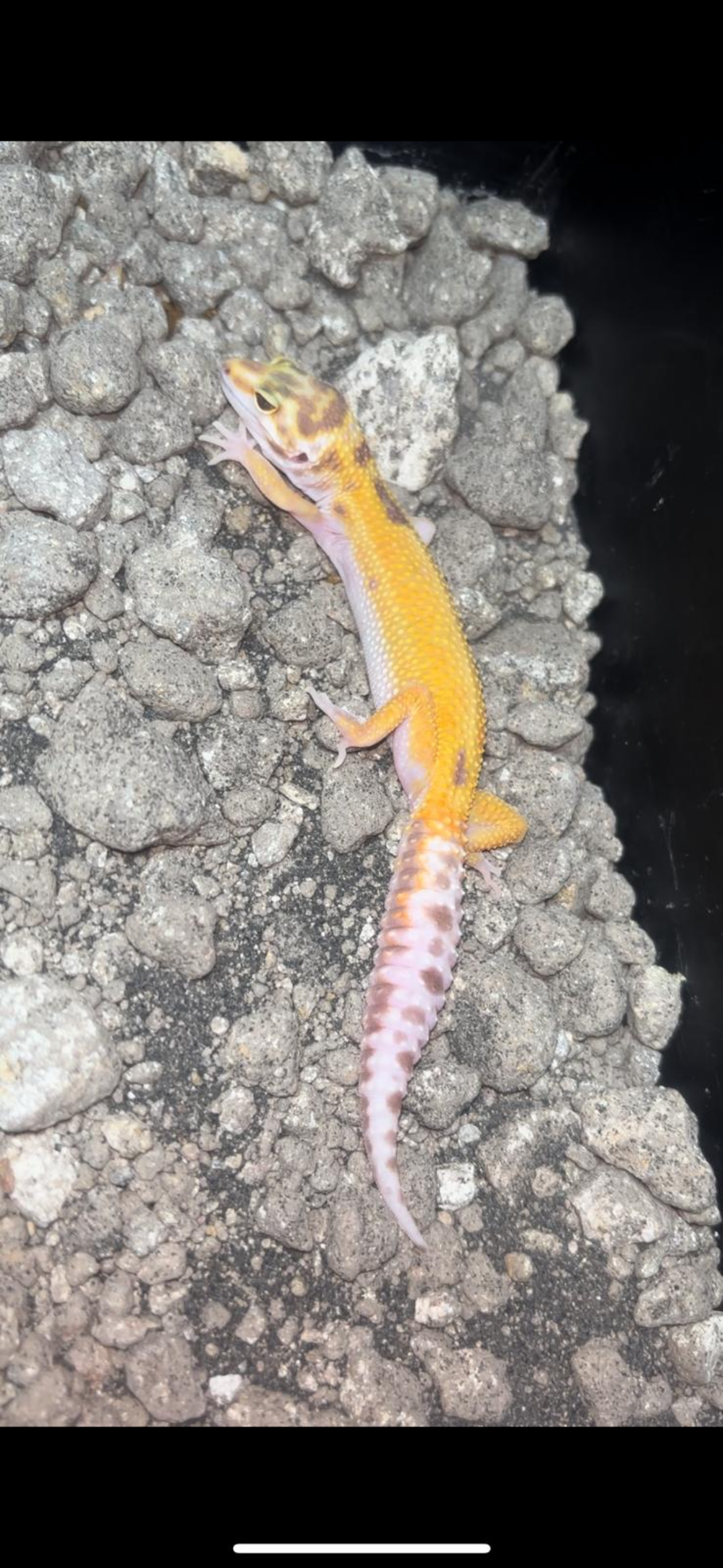 Tremper Albino Leopard Gecko Baby