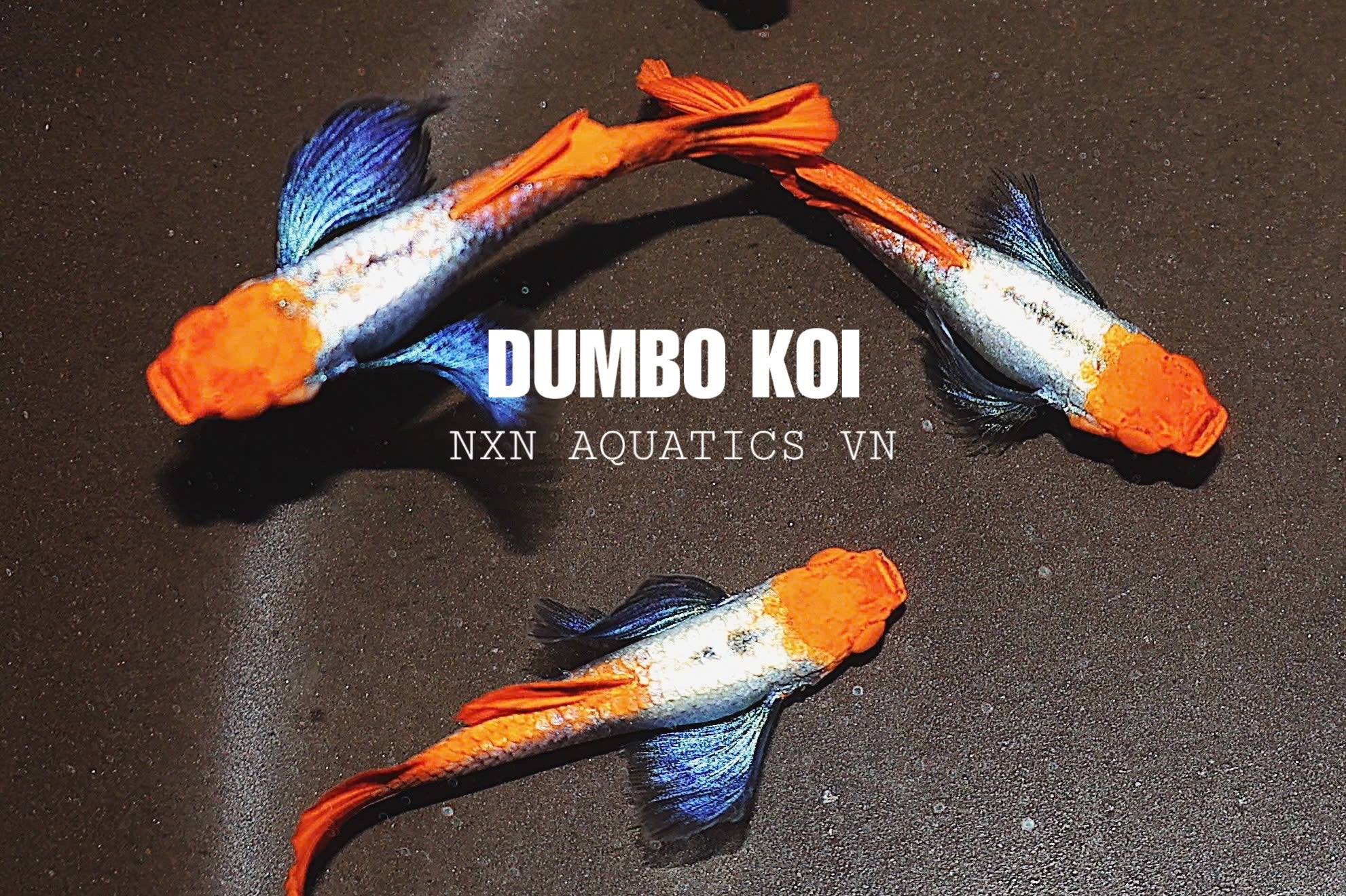 Dumbo Koi Blue Ear Guppy Pair 3-4cm
