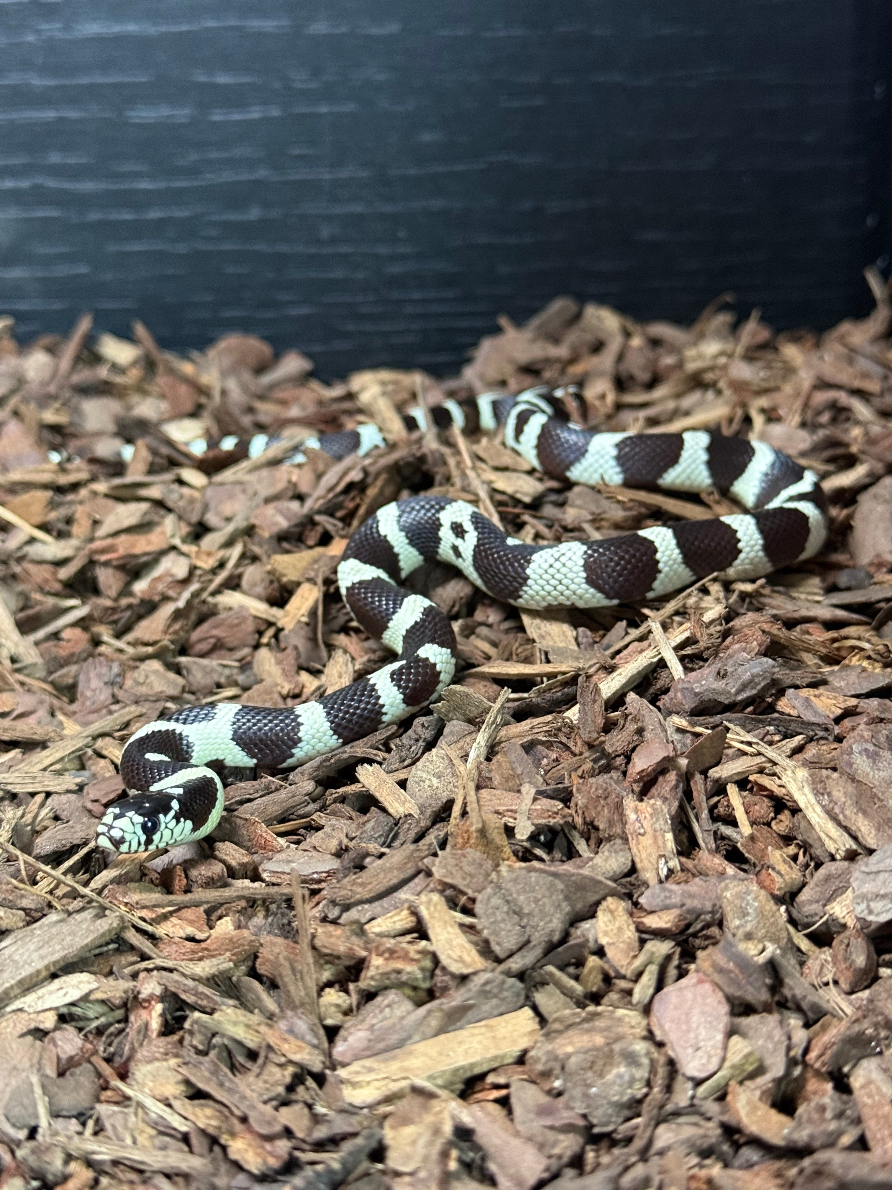 Banded Cali King Snake CB25