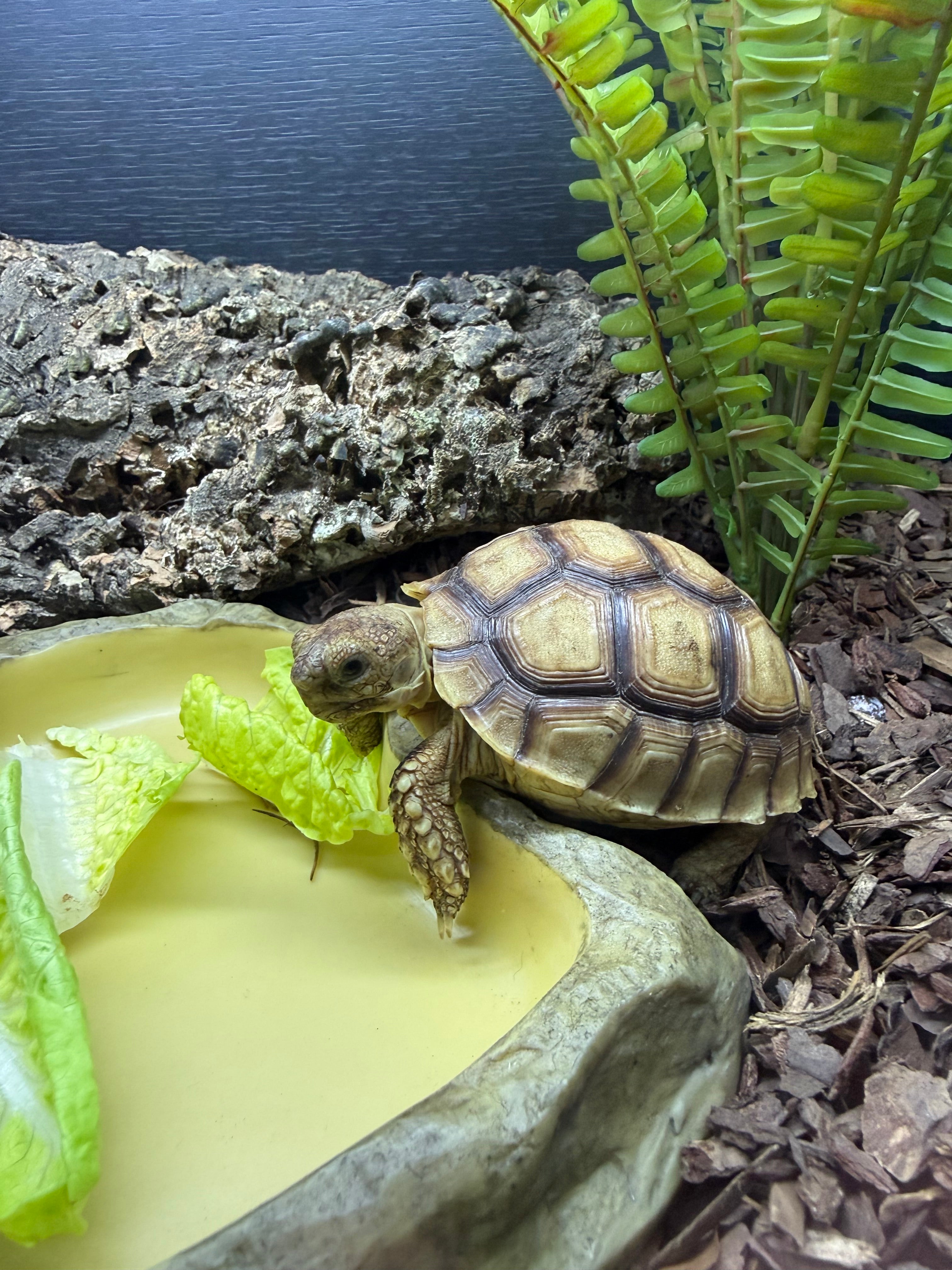 Sulcata Tortoise CB25
