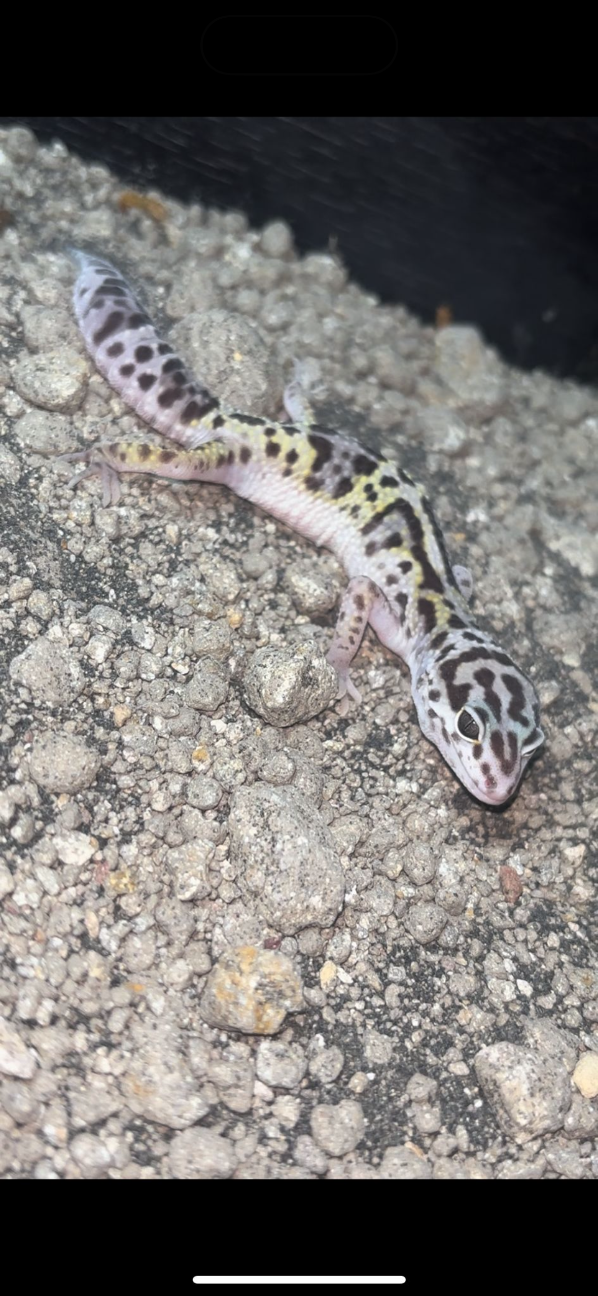 Mack Snow Leopard Gecko