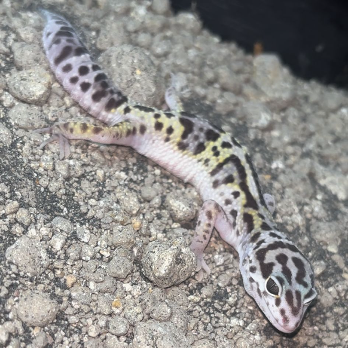 Mack Snow Leopard Gecko CB26