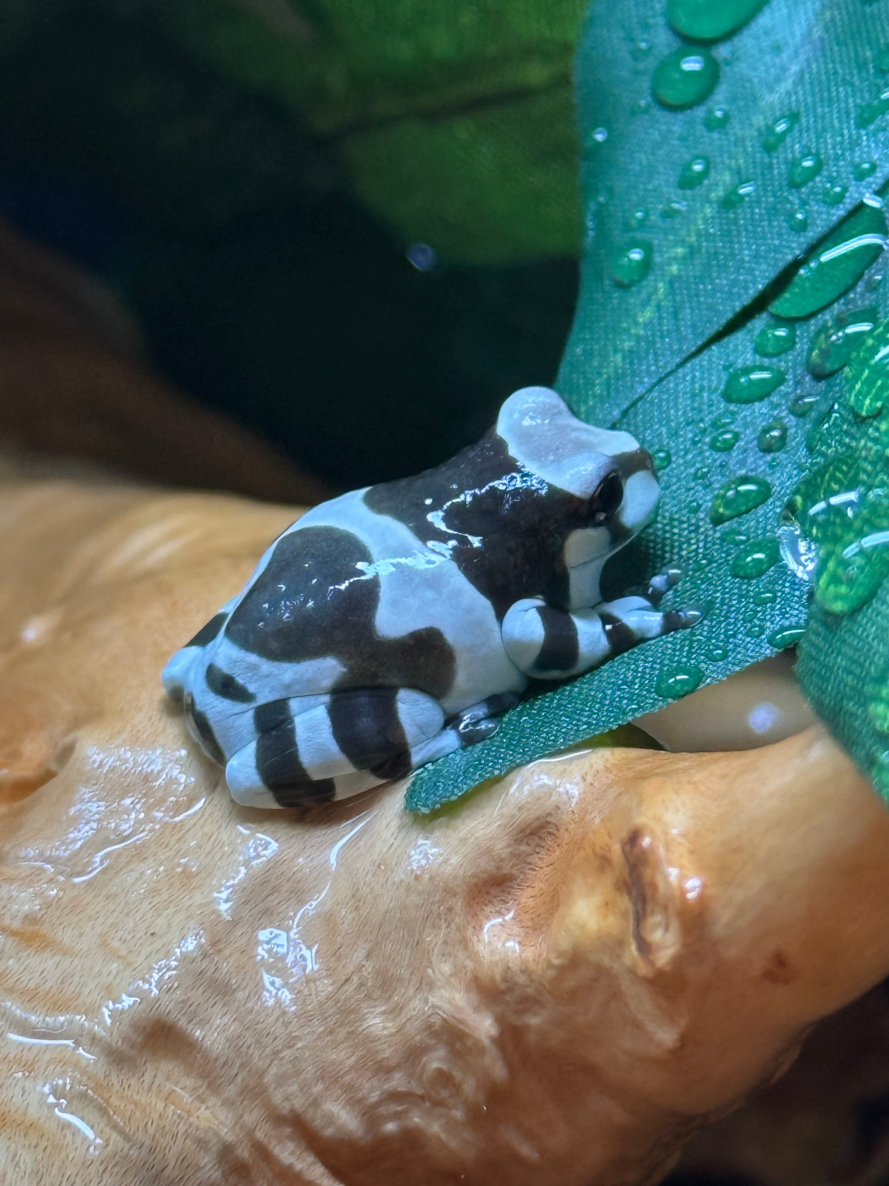 Amazon Milk Frog CB
