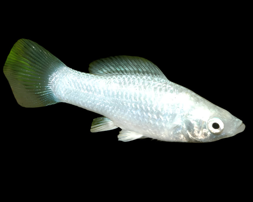 Silver Sailfin Molly 4cm