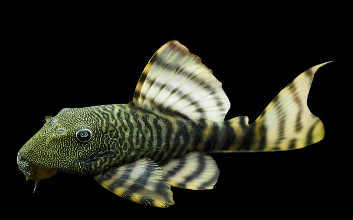 Iquitos Tiger Pleco L226 8cm lnumber