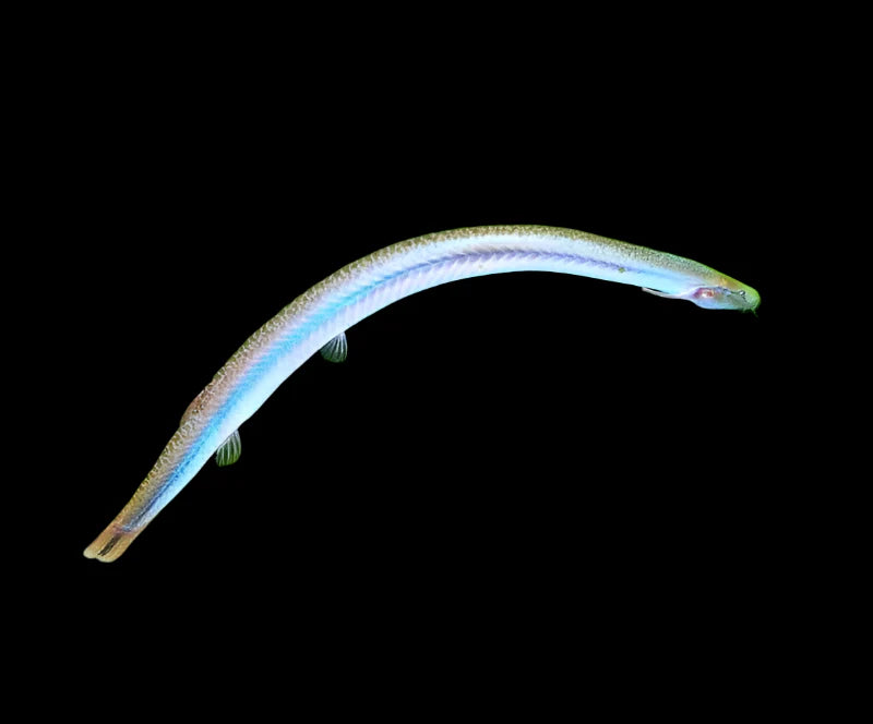 Neon Kuhli Loach 5-6cm sharks