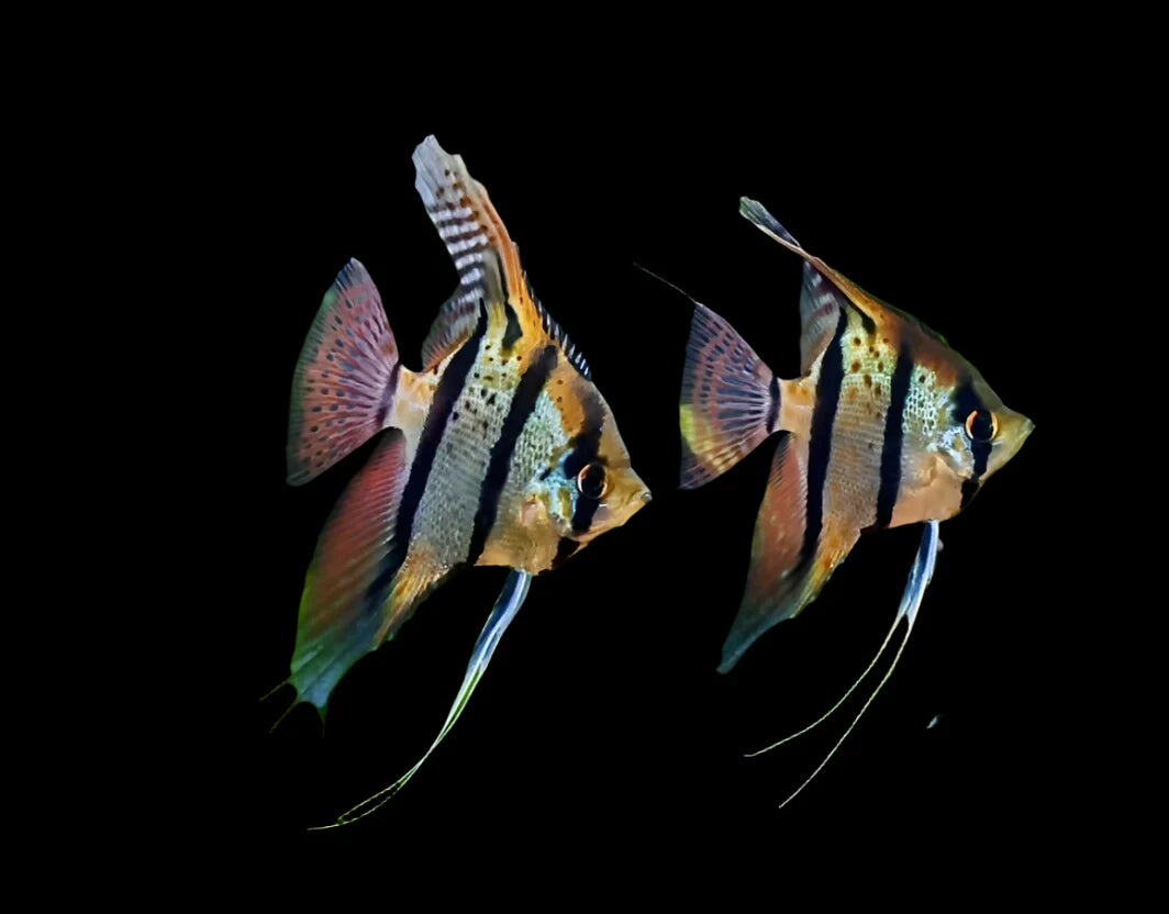 True Rio Nanay Angelfish 4-6cm angel discus