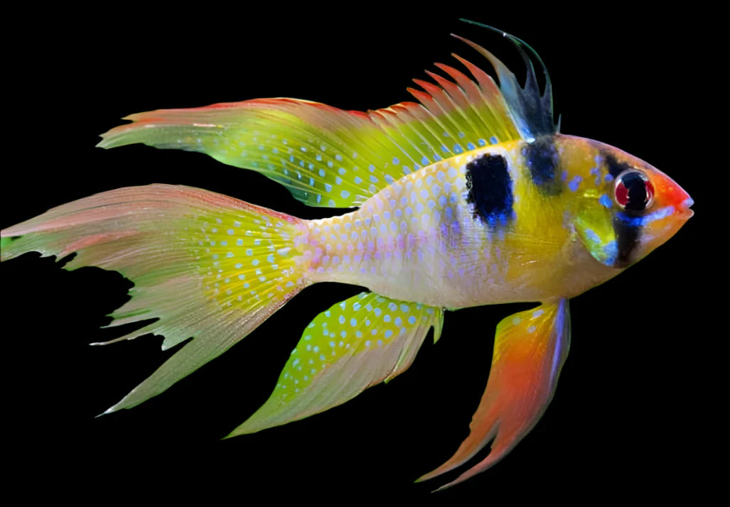 German Ram Long Fin 4cm south america