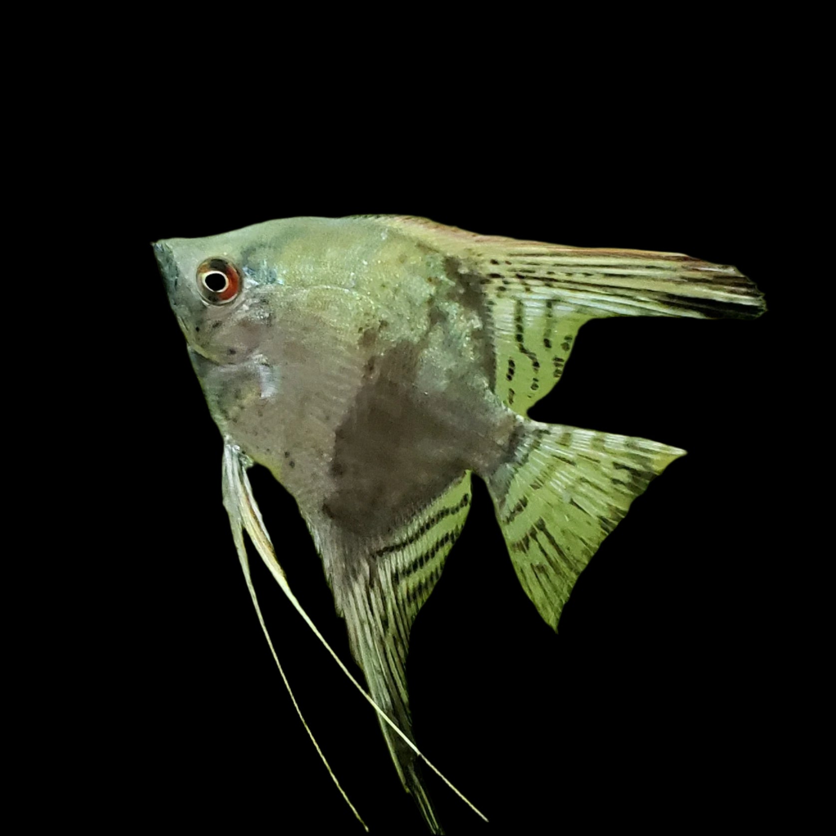 Blue Avatar Angelfish 5cm