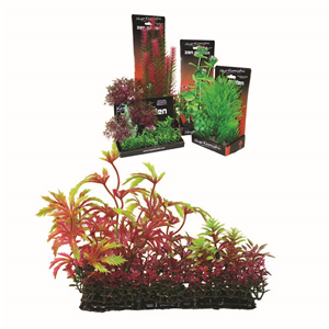 Hugo Boxed Plant Mix 6 15Cm - Tropical Supplies North East