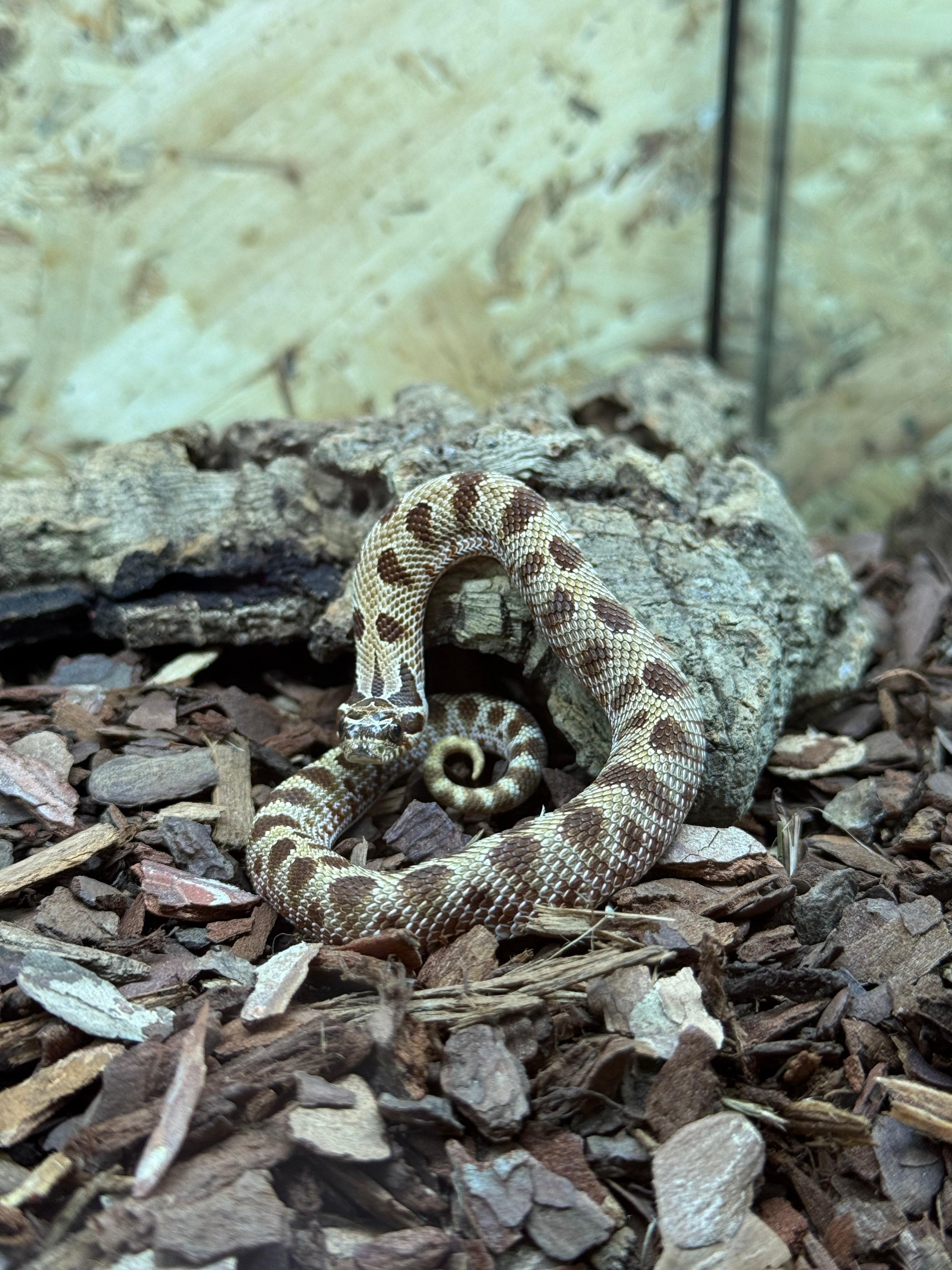 Anaconda Hognose Snake CB25