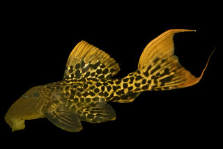 Red Titanic Cactus Pleco L273 3.5-4"