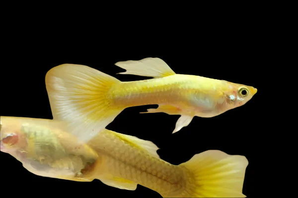 24k Gold Guppy Male 3-4cm livebearer