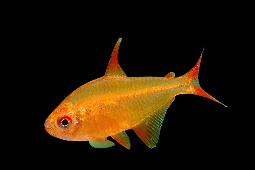 Mato Grosso Red Cherry Tetra 2cm