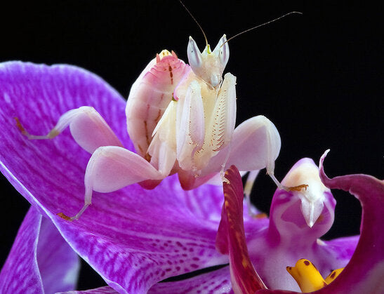 CB Orchid Mantis