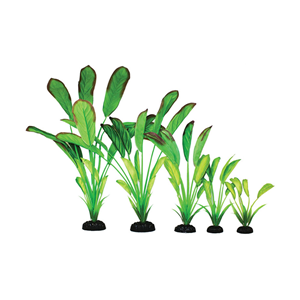 Hugo Cryptocorne Light Green Silk 13Cm - Tropical Supplies North East