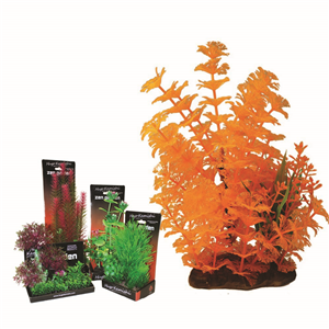 Hugo Boxed Plant Mix 8 22Cm - Tropical Supplies North East