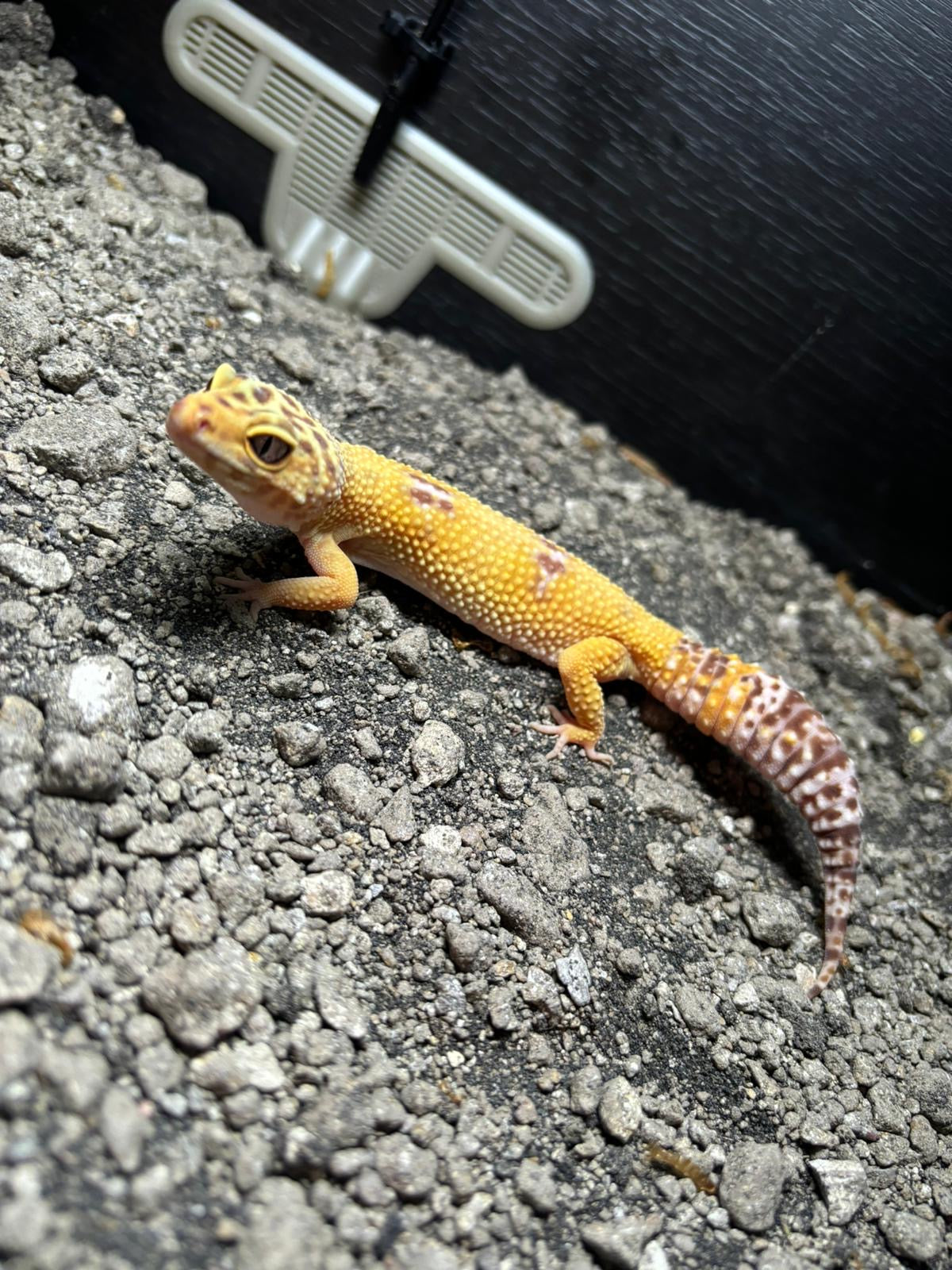 Tremper Albino Tangerine Leopard Gecko CB22 Female