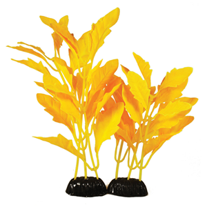 Hugo Hygrophilia Yellow Silk 13cm - Tropical Supplies North East