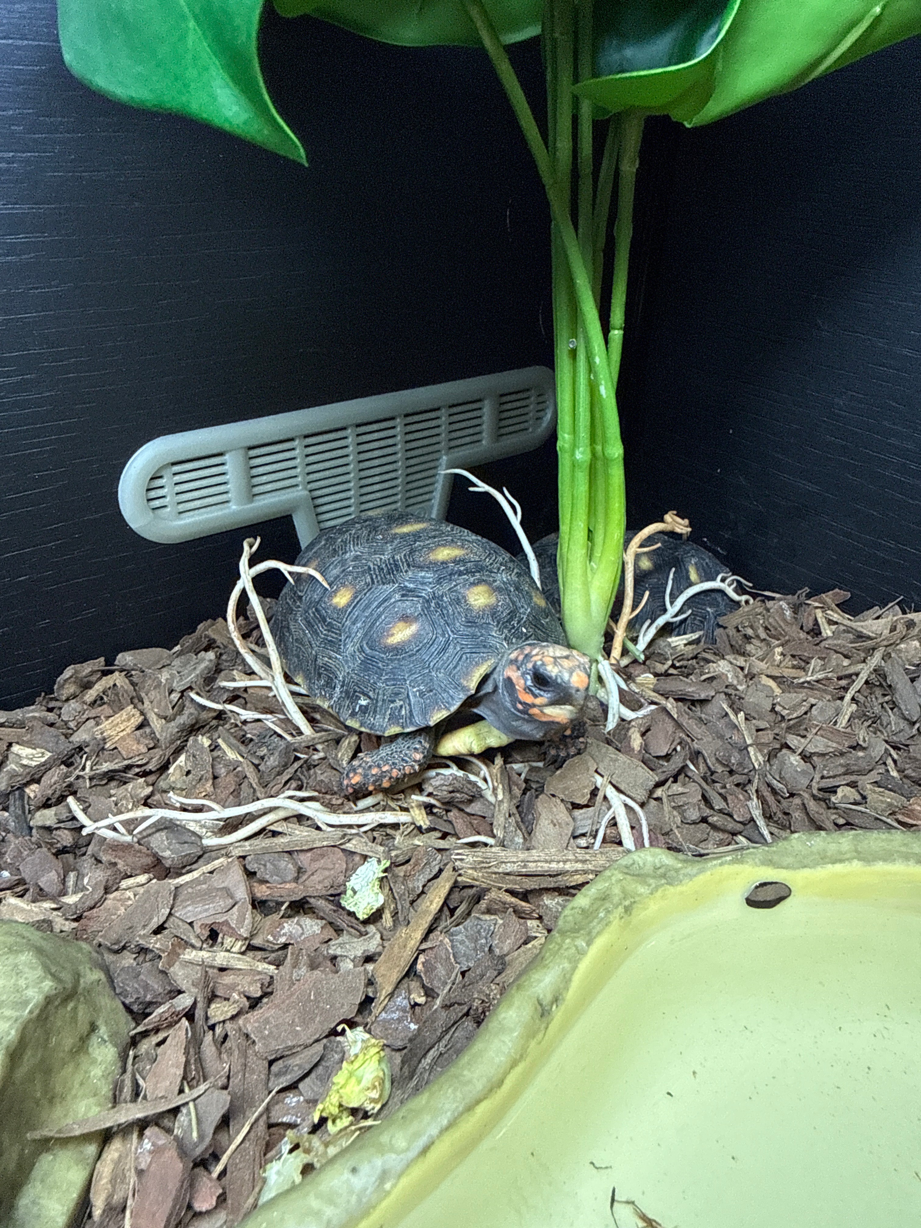 Red Foot Tortoise CB24