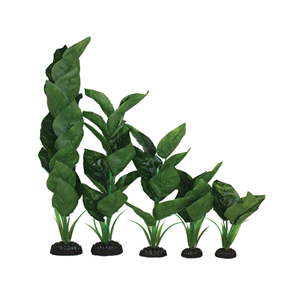 Hugo Anubias Dark Green Silk 20Cm - Tropical Supplies North East