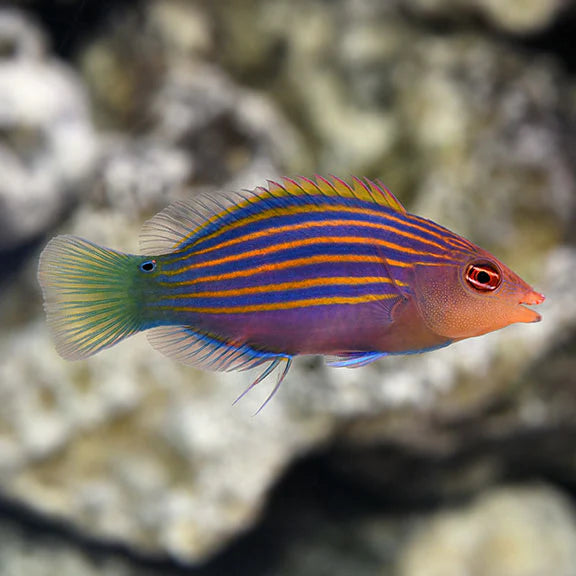 Pyjama Wrasse - West Ind Ocean MED