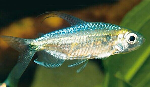 African Blue Diamond Tetra 5cm