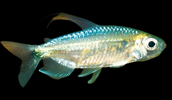 African Blue Diamond Tetra 5cm - Tropical Supplies North East