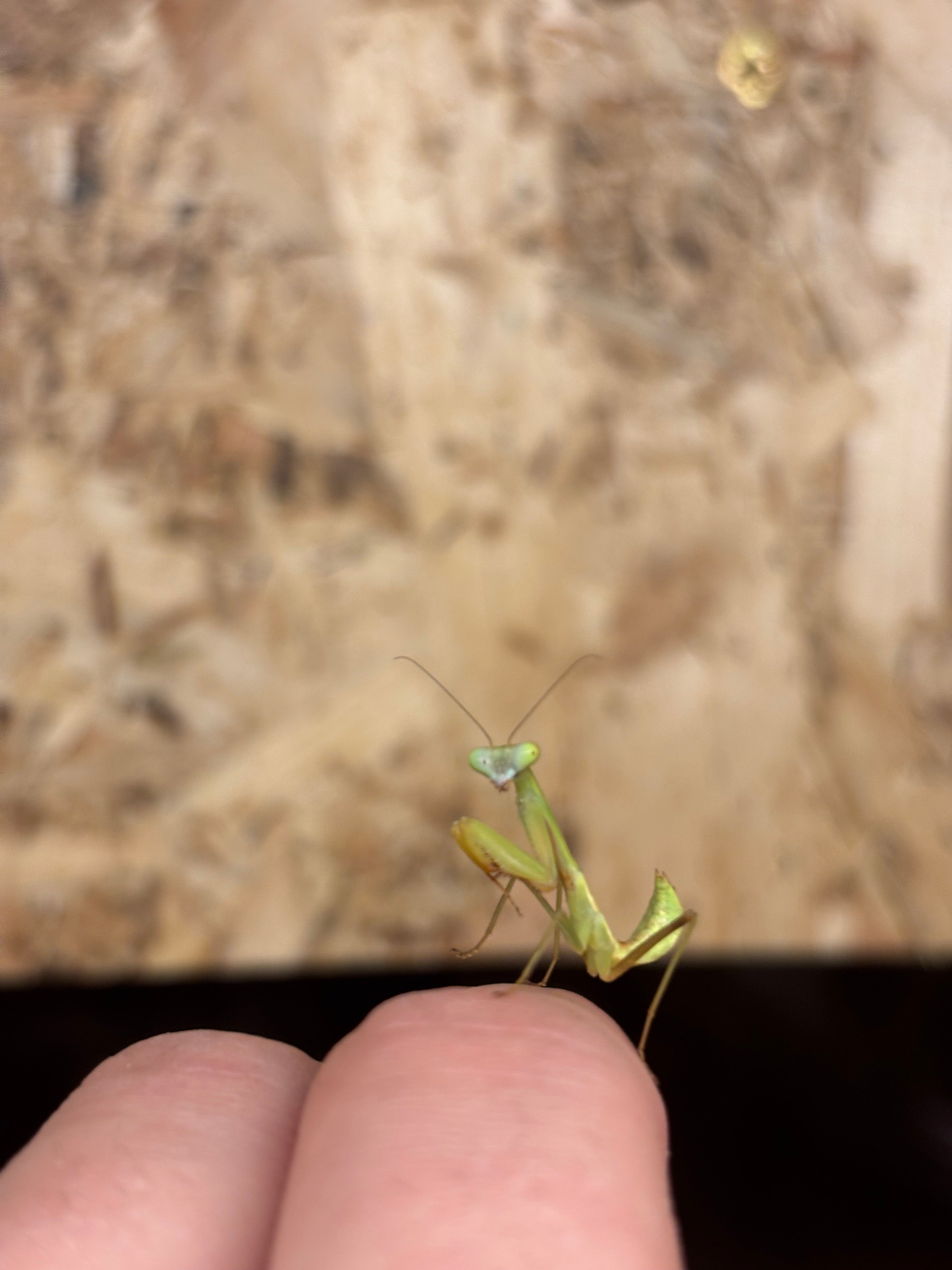 Giant Rainforest Mantis
