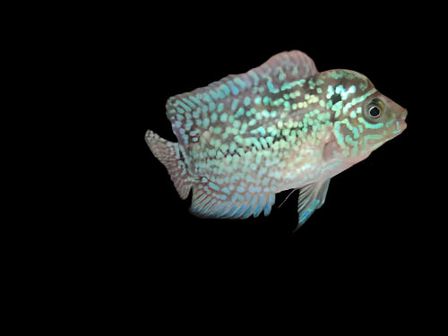 Pearl Flowerhorn 6cm